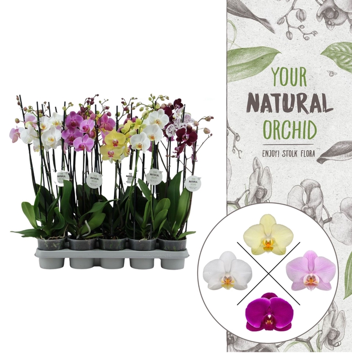 <h4>Phalaenopsis gemengd</h4>