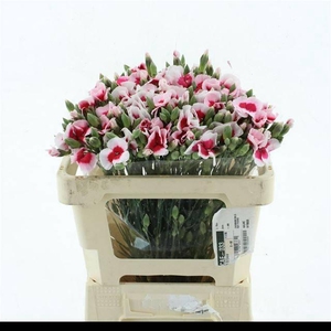 DI TR SIMPLY BEAUTY EXTRA