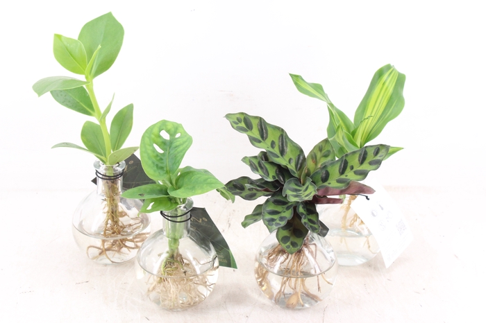 <h4>arr3 VD - Samoa glas</h4>