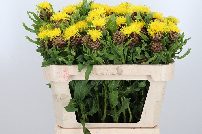 <h4>Centaurea Macrocephus</h4>