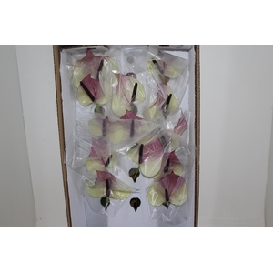 ANTHURIUM MAXIMA VIOLETA 9/11 035 CM DIAM MIN 9 CM LILAS