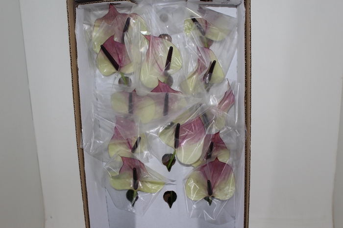<h4>ANTHURIUM MAXIMA VIOLETA 9/11 035 CM DIAM MIN 9 CM LILAS</h4>