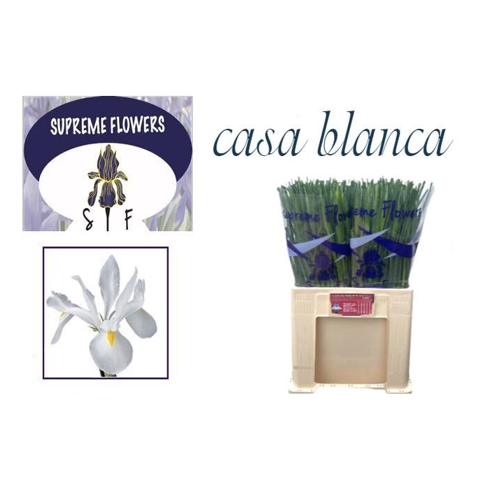 <h4>IRIS CASABLANCA</h4>