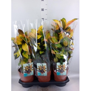 Codiaeum var. KL 'Mrs Iceton'