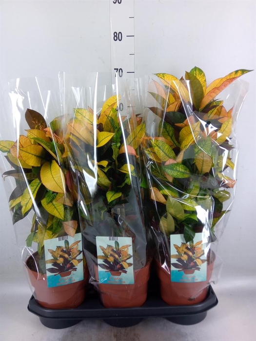 <h4>Codiaeum var. KL 'Mrs Iceton'</h4>