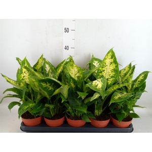Dieffenbachia  'Compacta'