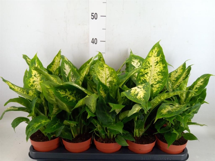 <h4>Dieffenbachia  'Compacta'</h4>