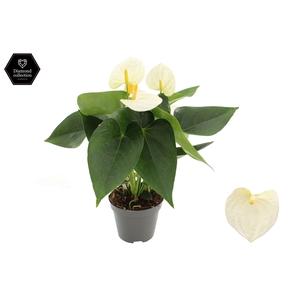 Anthurium 9 cm Cocos in transparant sleeve