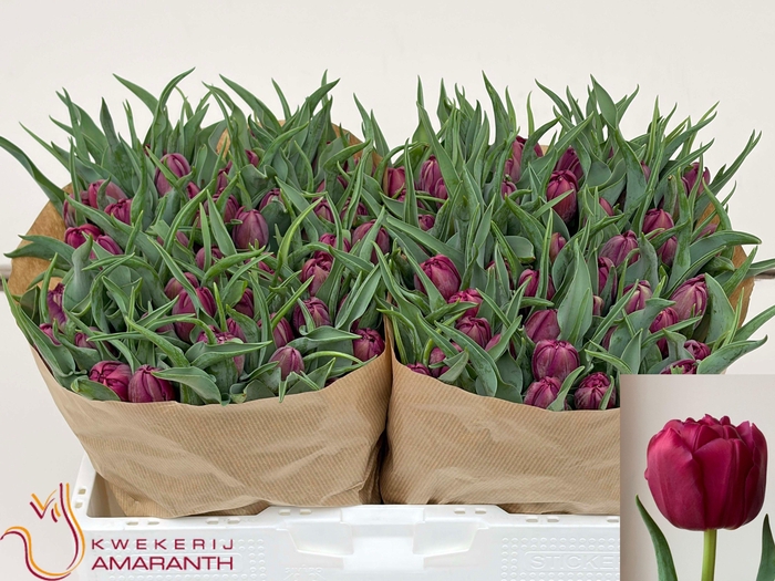 <h4>TU DU WORLD BOWL</h4>