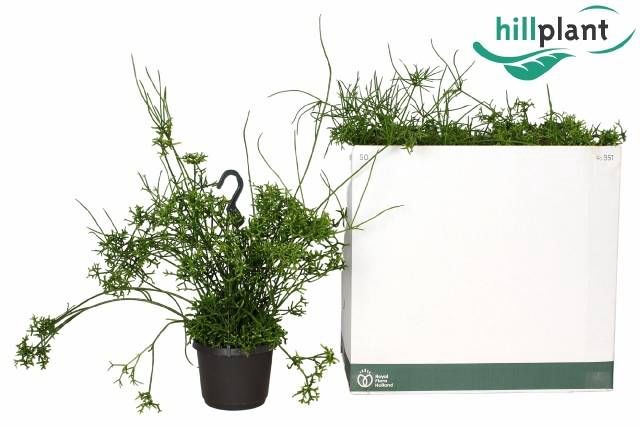 <h4>RHIPSALIS CEREUSCULA</h4>