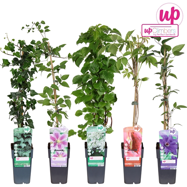 <h4>Klimplanten mix laag compleet P15</h4>
