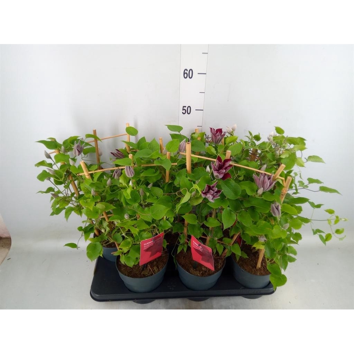 <h4>Clematis  'Boulevard'   ...</h4>