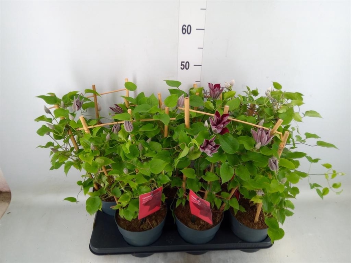 Clematis  'Boulevard'   ...