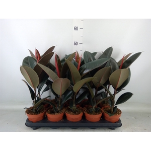 Ficus elastica 'Abidjan'