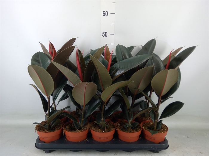 <h4>Ficus elastica 'Abidjan'</h4>