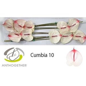 ANTH A CUMBIA 10