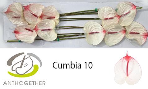 <h4>ANTH A CUMBIA 10</h4>