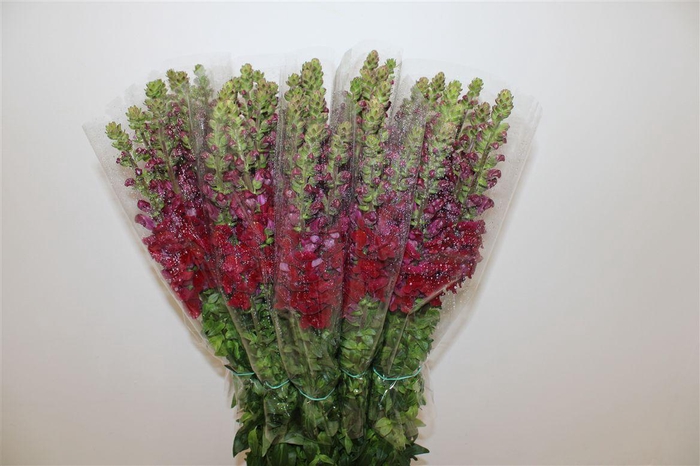 <h4>Antir Overig Red</h4>