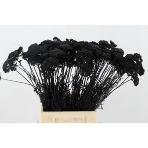 DF Achillea Paint Bs Black