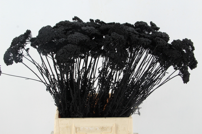 DF Achillea Paint Bs Black