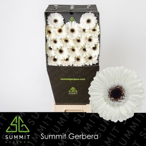 Germini Lido Diamond per kaart