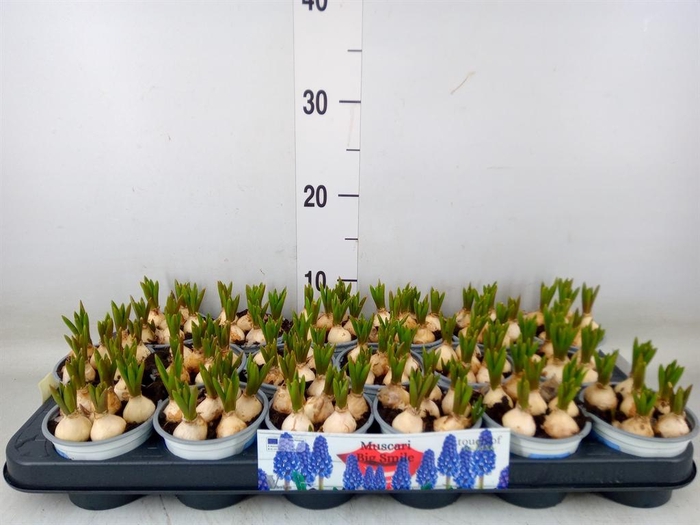 <h4>Muscari  'Big Smile'</h4>