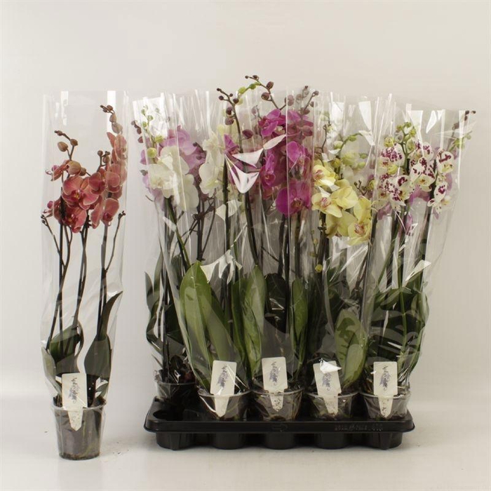 <h4>PHAL GEM 6 KL</h4>