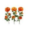 Ranunculus Sun