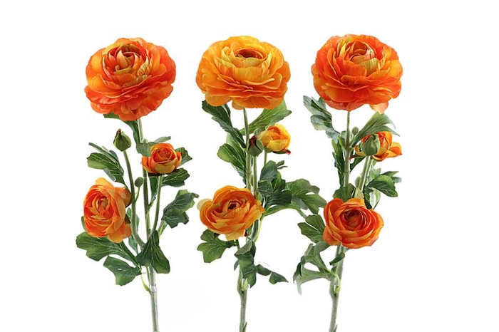 Ranunculus Sun