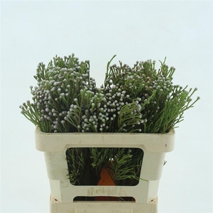 Brunia Noduliflora Spray