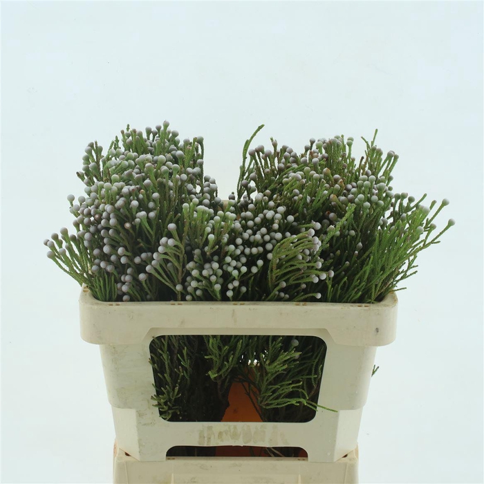 <h4>Brunia Noduliflora Spray</h4>