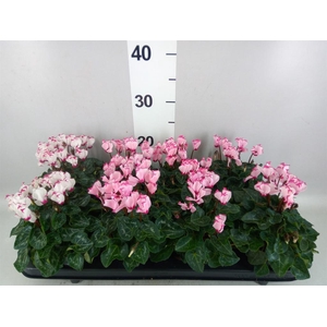 Cyclamen KL   ...patio