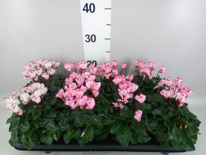 Cyclamen KL   ...patio