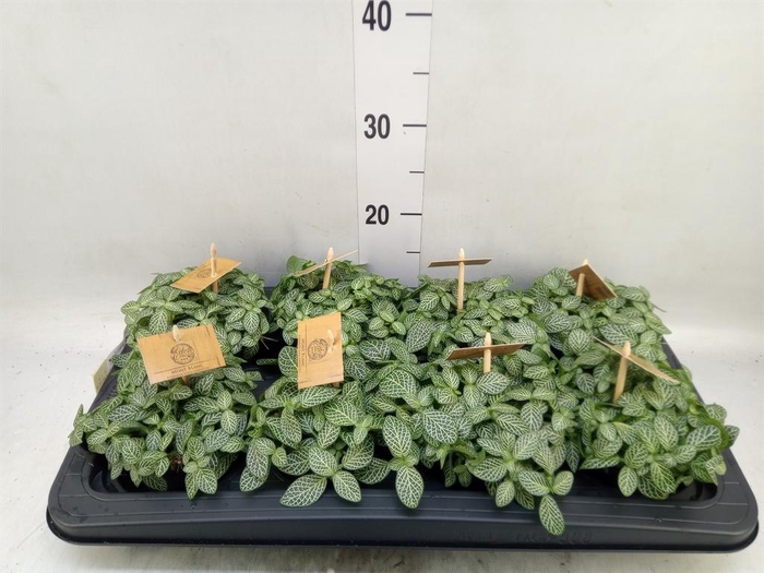 <h4>Fittonia verschaf.</h4>
