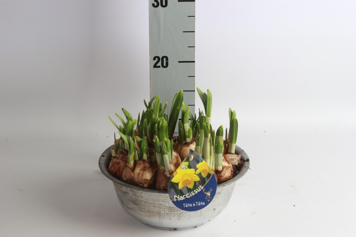 <h4>ARR NARCISSUS</h4>