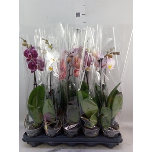 Phalaenopsis   ...mix