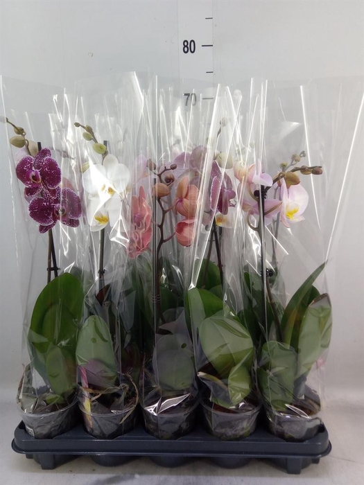 <h4>Phalaenopsis   ...mix</h4>
