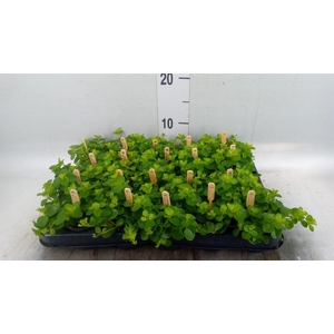 Peperomia rotundifolia