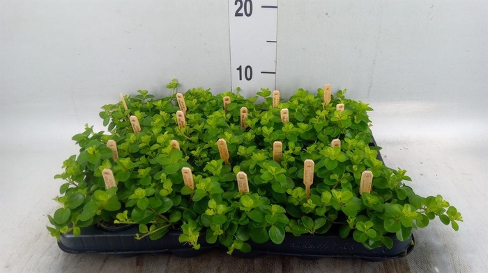 <h4>Peperomia rotundifolia</h4>