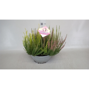 Calluna vulg. 'Beauty L High Five'