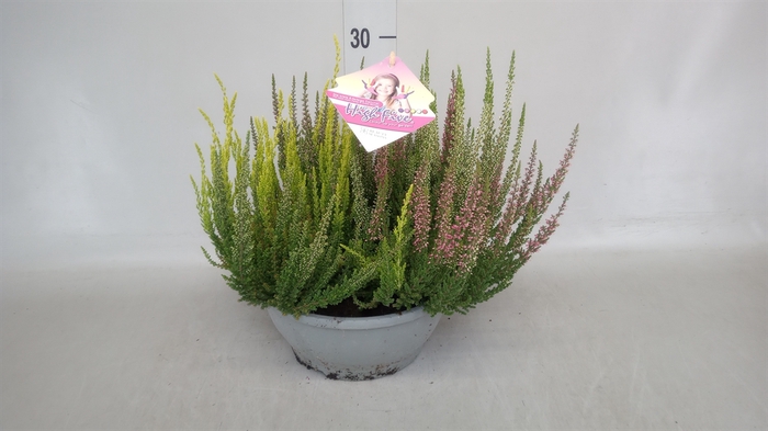 <h4>Calluna vulg. 'Beauty L High Five'</h4>