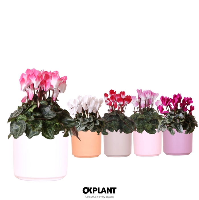 <h4>Cyclamen mix in Simplicity pot mix</h4>