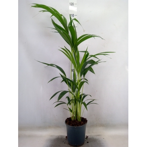 Howea forsteriana