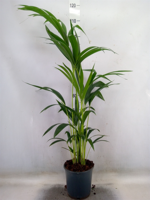 <h4>Howea forsteriana</h4>