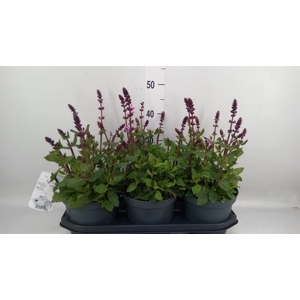 Salvia nemorosa