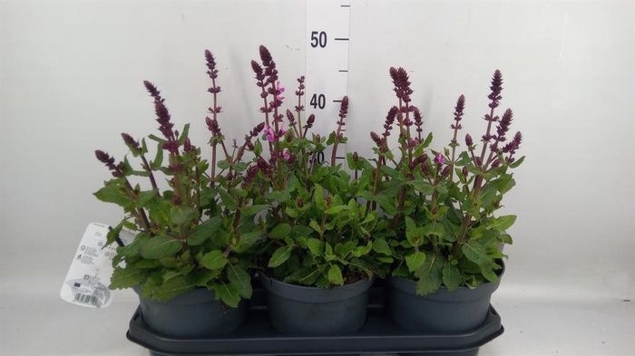 <h4>Salvia nemorosa</h4>