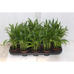 ARECA BAMBU P11