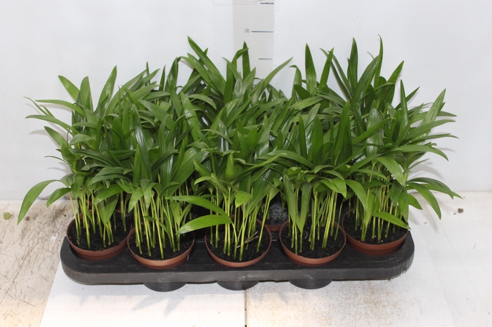 <h4>ARECA BAMBU P11</h4>