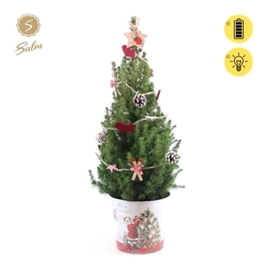 Picea gl. 'December'® P19 in Zinc Santa + Winterlight-Ski + Star on Loop