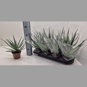 ALOE ARBORESCENS